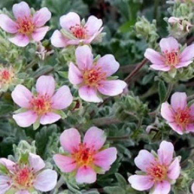 Potentilla Porphyrantha