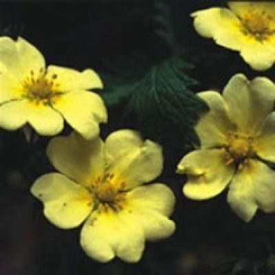 Potentilla Recta Sulphurea