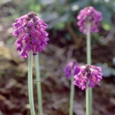 Primula Apoclita