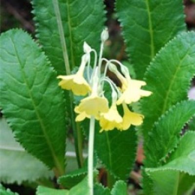 Primula Firmipes