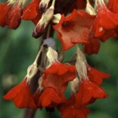 Primula Florindae 'Ray's Ruby'