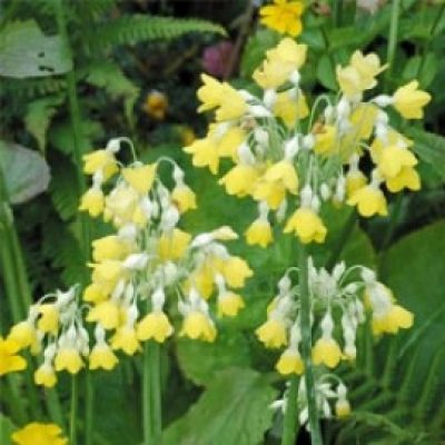 Primula Florindae