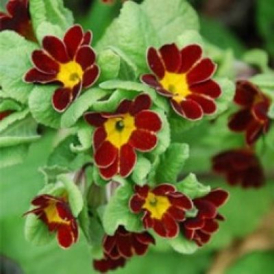 Primula Gold-laced Red Jack-in-Green