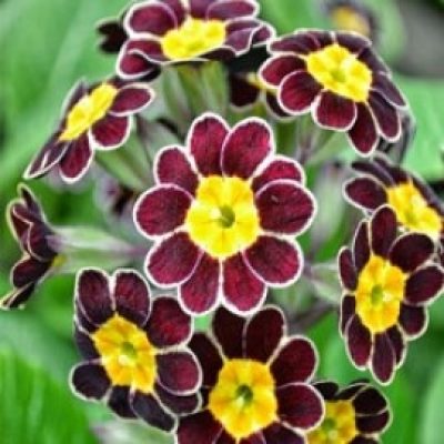 Primula 'Gold laced Reds'