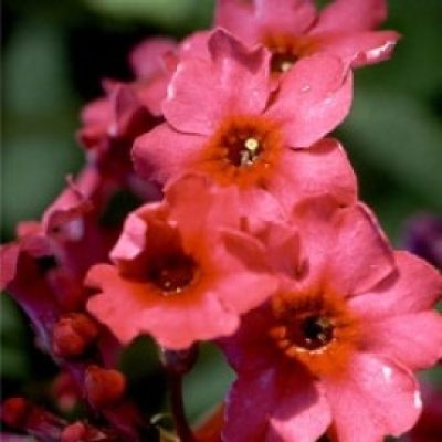Primula Japonica 'Millar's Crimson'