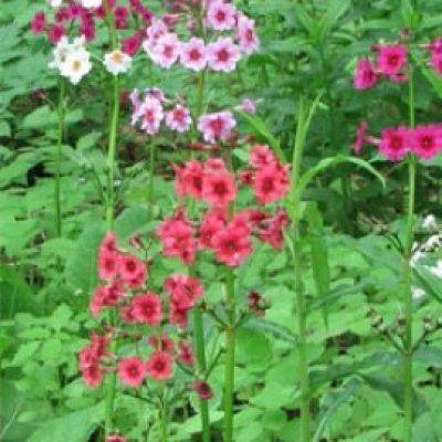 Primula Japonica Mix 5x pkt