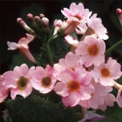 Primula Japonica 'party pinks'