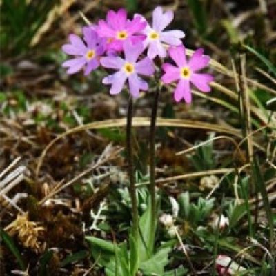 Primula Scandinavica