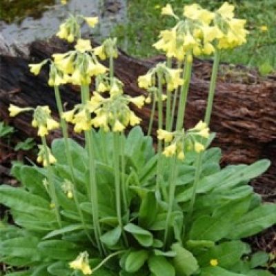 Primula Sikkimensis