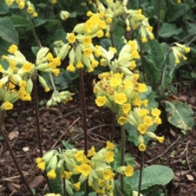 Primula Veris