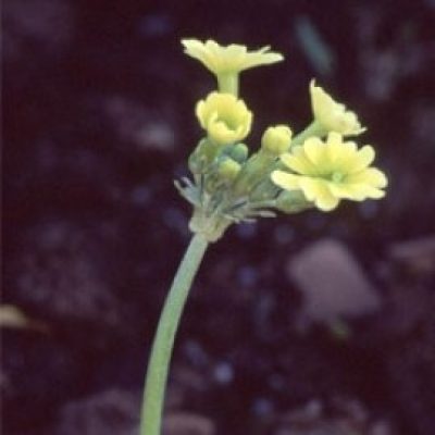 Primula luteola