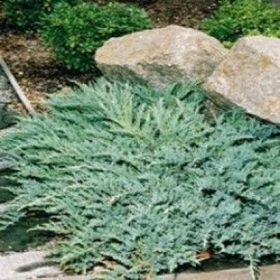 Prince of Wales Juniper