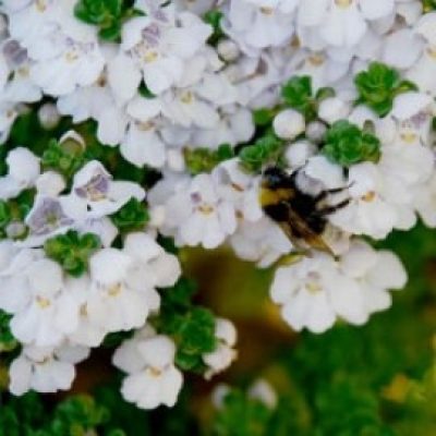 Prostanthera Cuneata