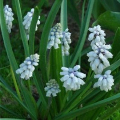 Pseudomuscari Pallens