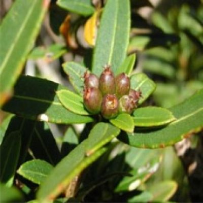 Pseudopanax linearis