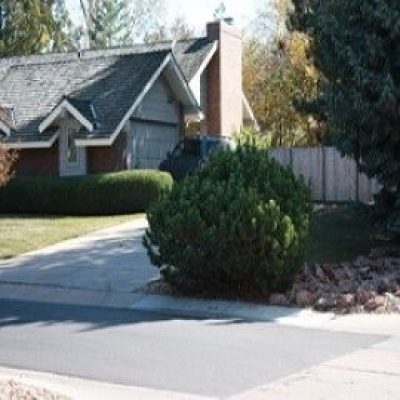 Pumilio Mugho Pine (dwarf)