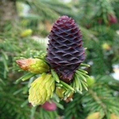 Purple Cone Spruce