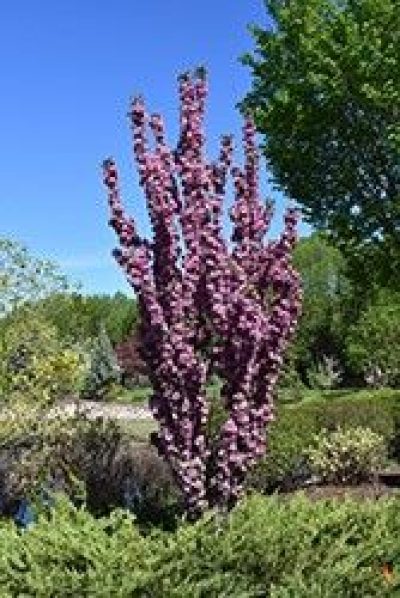 Purple Spire® Columnar Crabapple