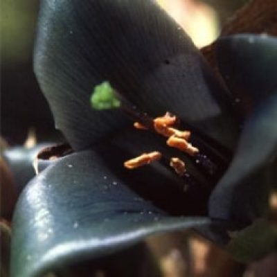 Puya Coerulea