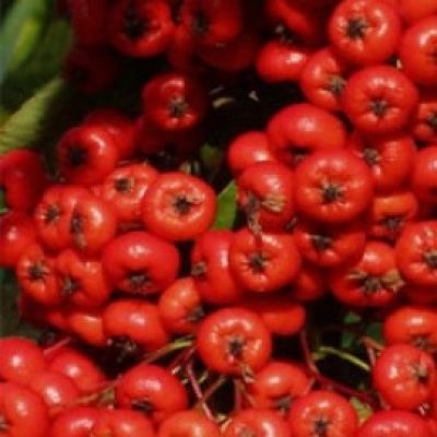 Pyracantha Saphyr Red