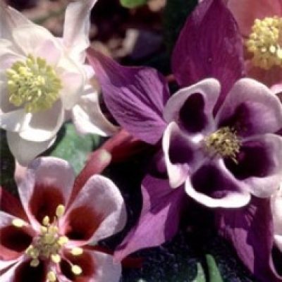 Quilegia Cottage Garden Mix