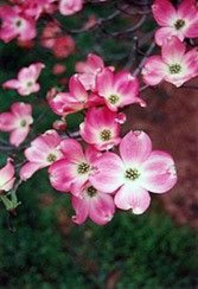Red Flowering Dogwood