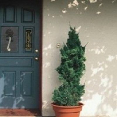 Robusta Green Juniper