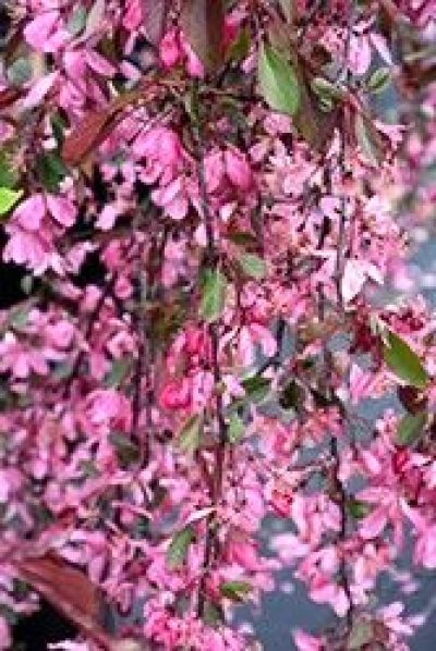 Royal Beauty Flowering Crab