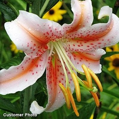 Salmon Star® Oriental Lily Bulbs