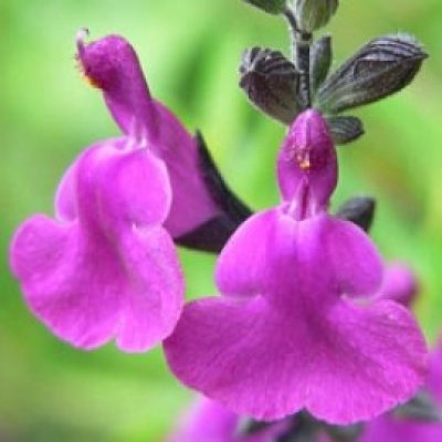 Salvia Muelleri
