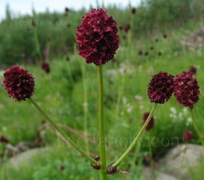 Sanguisorba Officinalis