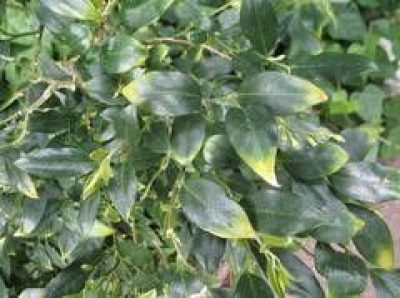 Sarcococca Ruscifolia