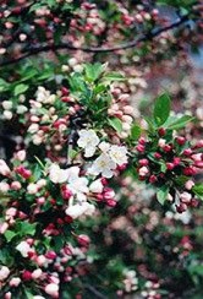 Sargent's Pink Flowering Crab