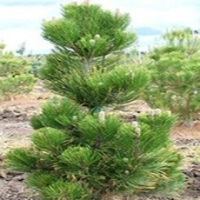 Satellite Bosnian Pine
