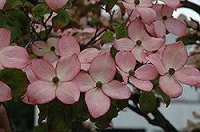 Satomi Chinese Dogwood