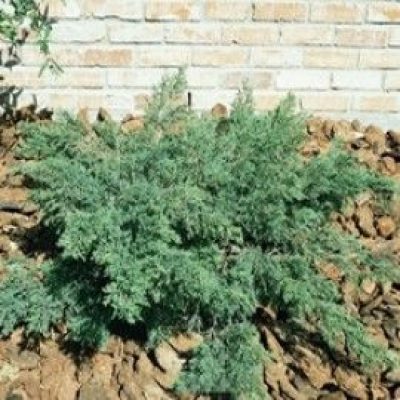 Scandia Juniper