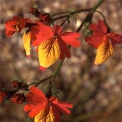 Schizanthus Coccineus