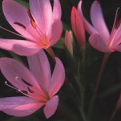Schizostylis Mixed Colours