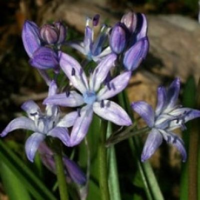 Scilla Reverchonii