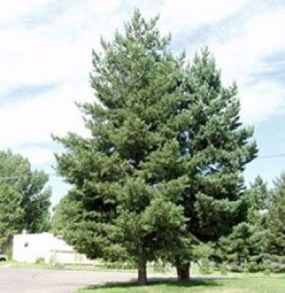 Scotch Pine