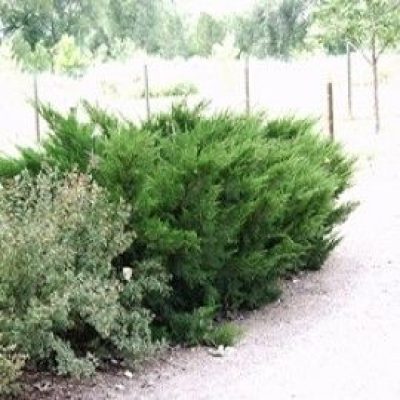 Sea Green Juniper