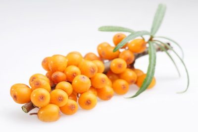 Sea buckthorn on a white background