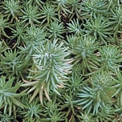 Sedum Rupestre