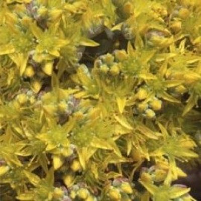 Sedum Verticillatum