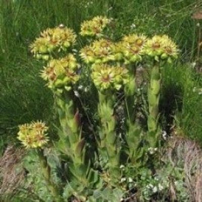 Sempervivum Wulfenii