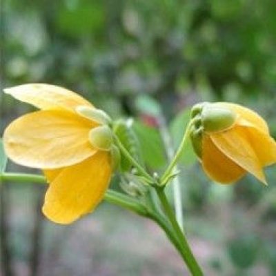 Senna Acclinus