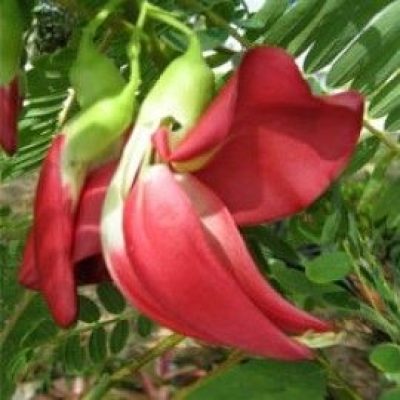 Sesbania Grandiflora Pink
