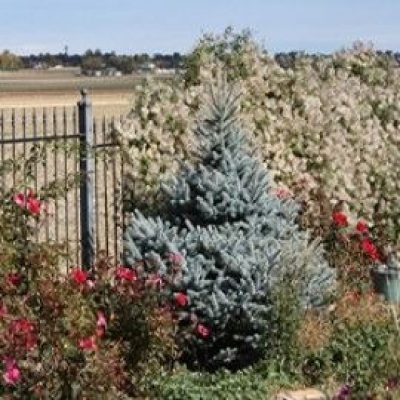 Sester Blue Dwarf Colorado Spruce