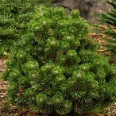 Sherwood Compact Mugho Pine