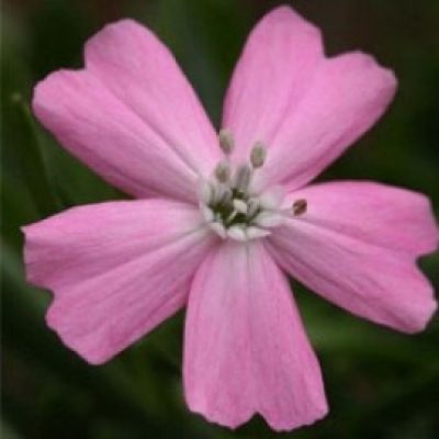 Silene Caroliniana